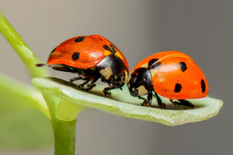 Ladybird pair