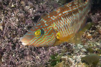 Corkwing wrasse