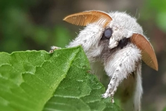 Pale Tussock 2