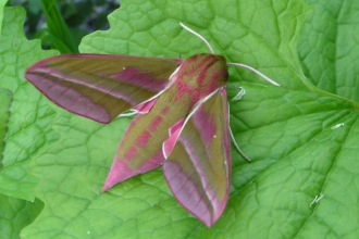 Elephant hawkmoth