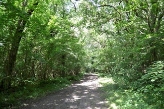 Lower Woods