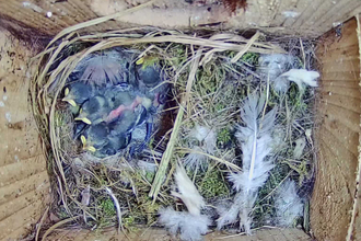 Blue Tits in nest box