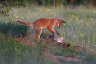 fox cubs playing (c) Lucy Pullin