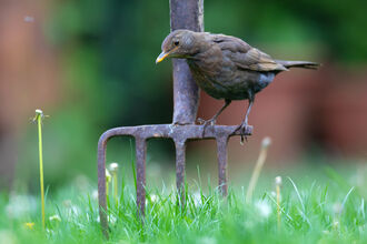 Blackbird Jon Hawkins