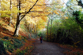 Walk in the woods - Zsuzsanna Bird