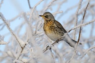 Fieldfare
