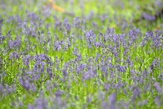 Bluebells - Luke Massey/2020VISION