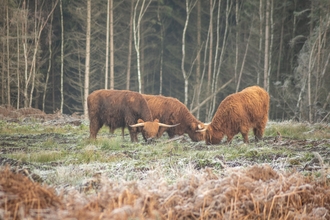 Highland cattle - Nathan Millar