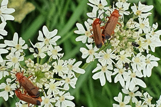 Hogweed and bonking beetles - Amanda Lawrence