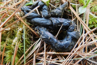 Pine marten scat