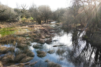 Wetland - Billy Heaney