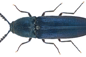 Violet click beetle