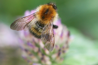 CommonCarderBee_Penny Frith