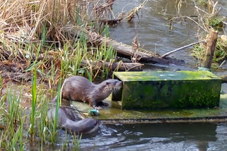 Otters_Brassey