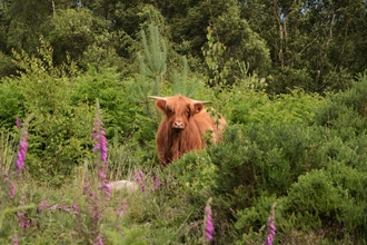 Cattle conservation grazing