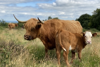 Highland cattle