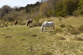 Welsh mountain ponies grazing on Daneway Banks. Photo by Katherine Keates