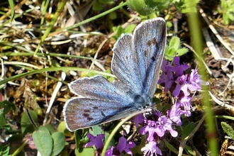 Largeblue_Geoff Midwinter