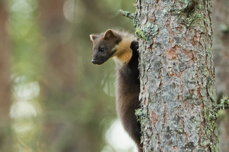 Pine marten (c) Terry Whittaker