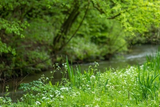 Lush grassland and woodland either side of a small river