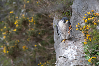 Peregrine falcon (c) Billy Heaney