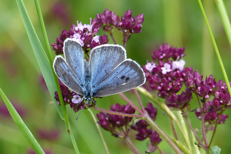 Large_blue_Geoff_Midwinter