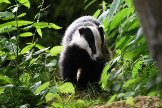 Badger exploring in tree foliage 