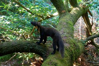 Pinemarten