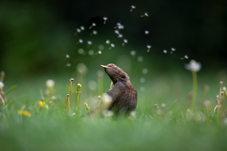 Blackbird in garden amongst dandelion 