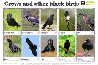 Crows and blackbirds spotter sheet