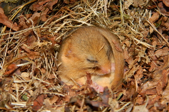 Dormouse (c) Elizabeth Pimley