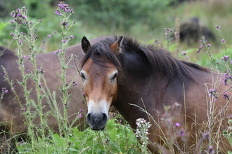 Exmoor ponies (c) Billy Heaney 
