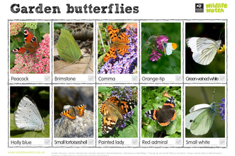Garden butterfly spotter sheet