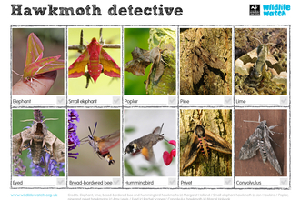 Hawkmoth spotter sheet