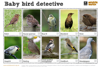 Juvenile bird spotter sheet