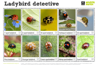 Ladybirds spotter sheet