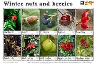 Nuts and berries spotter sheet