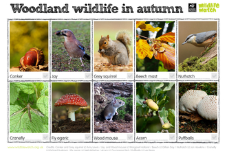 Woodland wildlife  in autumn spotter sheet