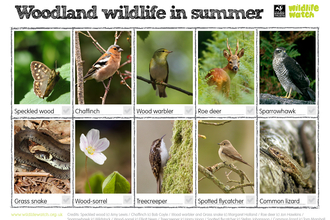Woodland wildlife spotter sheet