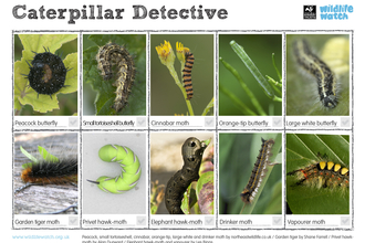 Caterpillar spotter sheet