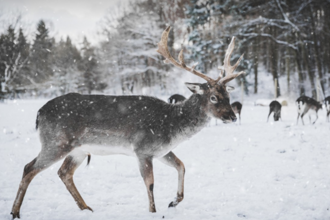 Fallow deer in snow