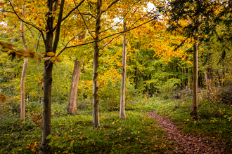 Autumn leaves at Frith Woods