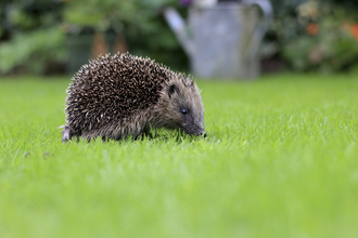 Hedgehog_walking_across_a_garden