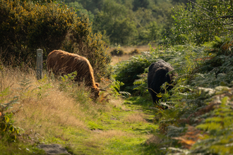 Highland cattle grazing amidst bracken