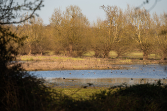 Ashleworth Ham wetland