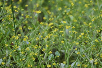 Badgeworth buttercups flowering