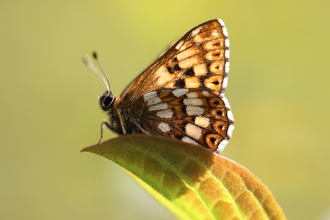 Duke of burgundy butterfly