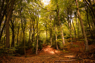 Beech woodland of Coopers Hill