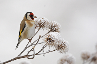Goldfinch on frosted snowy seedheads