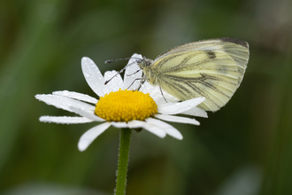 Green veined white butterfly feeding from a ox-eye daisy